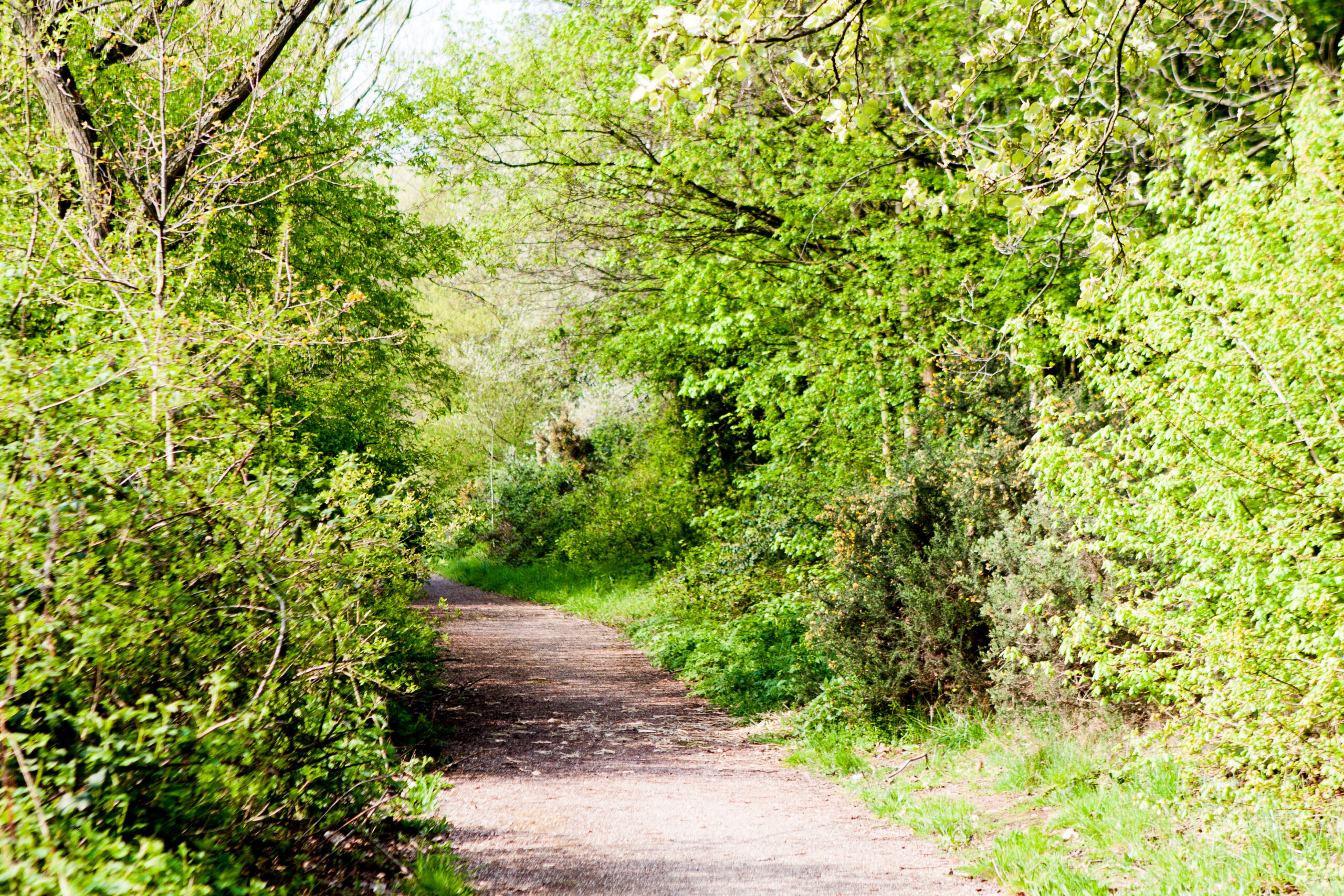 The area once it had been cleared 